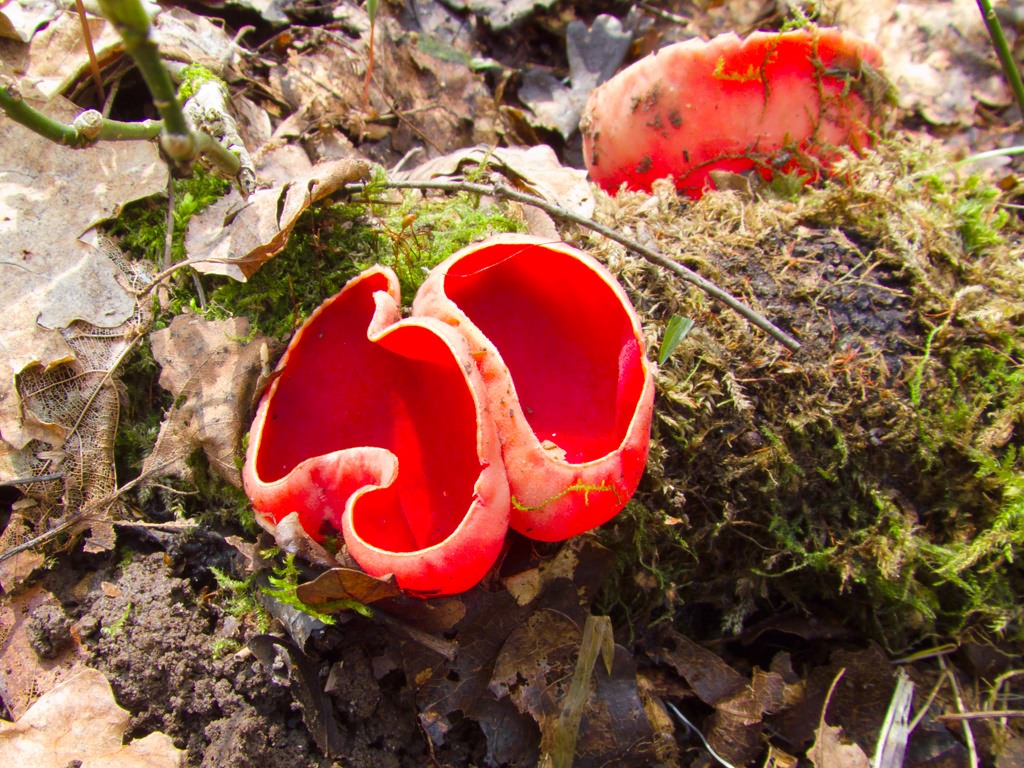 Sarcoscypha austriaca (O. Beck ex Sacc.)